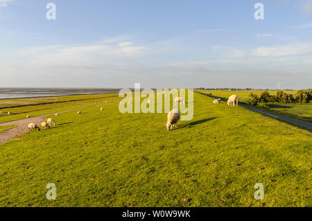 La région de la mer du Nord allemande, moutons sur une digue. Banque D'Images