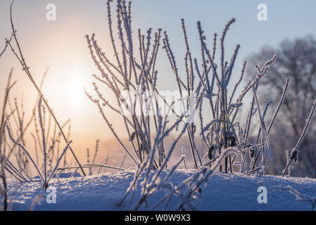 L'herbe sèche gelés contre la lumière solaire à l'hiver matin avec focus sélectif. Banque D'Images