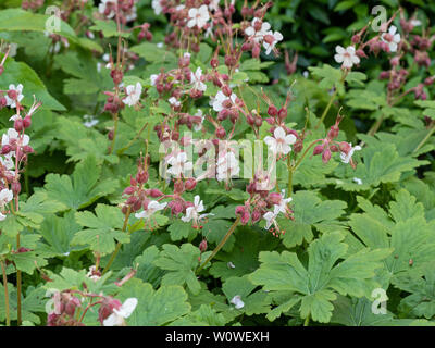 Un bouquet de fleurs Geranium macrorrhizum album montrant les fleurs blanches et les calices Banque D'Images