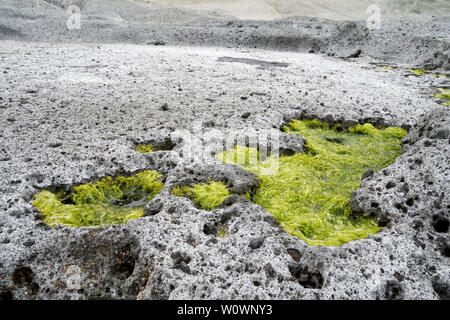 Paysage surréaliste lune volcanique volcanique (masse) Malu Canne à Pérouse en Italie (Sardaigne) avec algues plantes poussant hors de trous. Banque D'Images