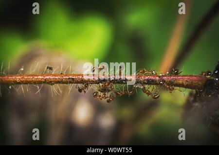 Fourmis sur la branche humide Banque D'Images