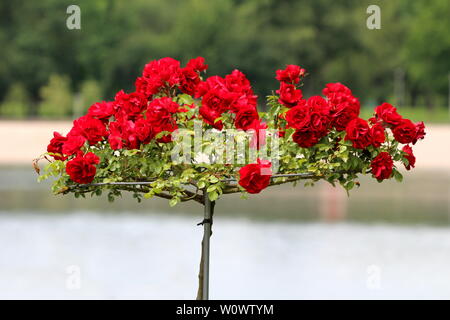 Bande d'ouvrir complètement rouge vif rosiers tige unique de plus en plus en forme de disque entouré avec des feuilles vertes sur le printemps chaud et ensoleillé Banque D'Images