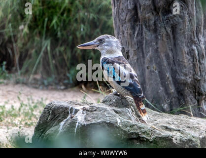 Le Kookaburra à ailes bleues (Dacelo hedychrum) assis sur un arbre dans la nature. Banque D'Images