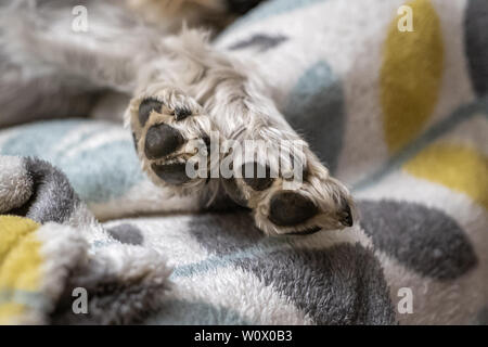 Pattes d'un schnauzer nain dormir et se reposer sur le dessus du fauteuil Banque D'Images