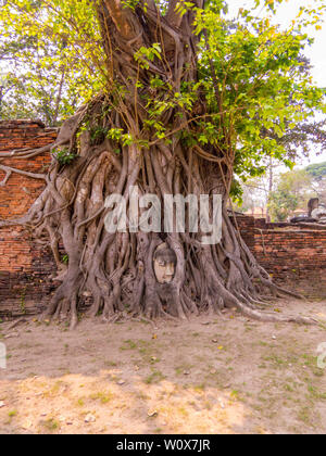 Tête de Bouddha dans les racines des arbres, temple bouddhiste Wat Mahathat, ville historique d'Ayutthaya, Thaïlande Banque D'Images