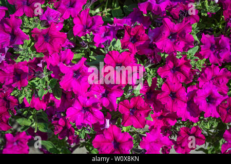 Fleurs violettes dans la lumière du soleil, l'été en Pologne, de plantes comme décoration. Banque D'Images