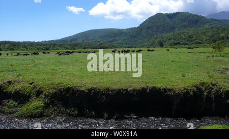 Un troupeau de buffles d'eau sur un pré herbeux au Parc National d'Arusha au pied du Mont Meru en Tanzanie Banque D'Images