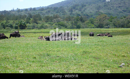 Un troupeau de buffles d'eau sur un pré herbeux au Parc National d'Arusha au pied du Mont Meru en Tanzanie Banque D'Images