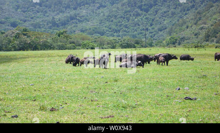 Un troupeau de buffles d'eau sur un pré herbeux au Parc National d'Arusha au pied du Mont Meru en Tanzanie Banque D'Images