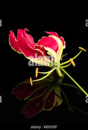 Une seule Lily Gloriosa rouge Banque D'Images