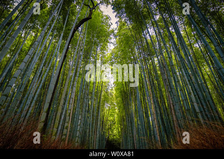 Bamboo grove Arashiyama en Juillet Banque D'Images