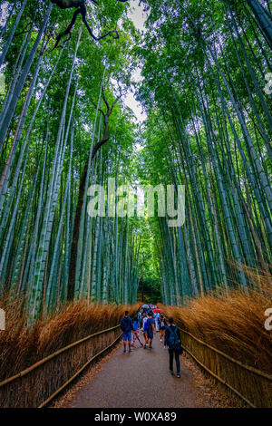 Bamboo grove Arashiyama en Juillet Banque D'Images