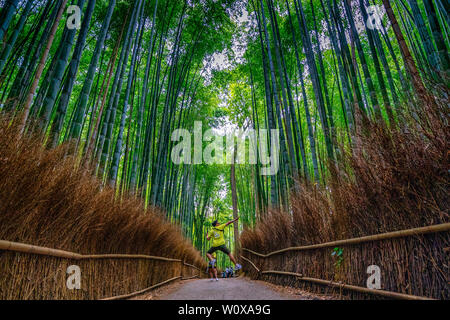 Bamboo grove Arashiyama en Juillet Banque D'Images