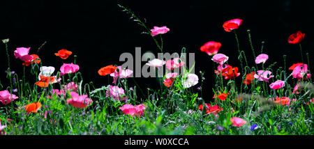Fleurs sauvages sur un point sur le bord d'une route dans l'Angleterre rurale Banque D'Images