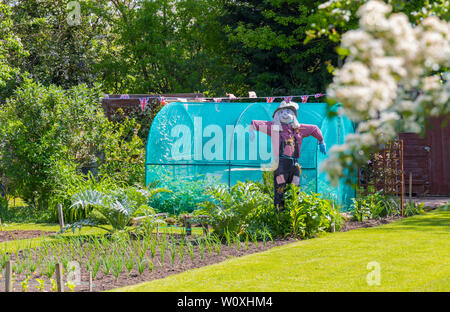 Allotissement Rural terrain au début du printemps, avec la culture de légumes y compris un épouvantail, Angleterre UKhh Banque D'Images