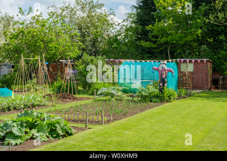 Allotissement Rural terrain au début du printemps, avec la culture de légumes y compris un épouvantail, England UK Banque D'Images