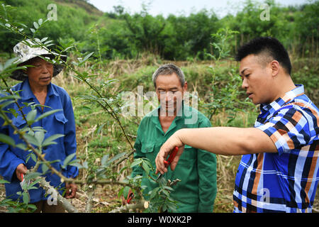 (190628) -- CHONGQING, 28 juin 2019 (Xinhua) -- Liu Yi (1e R) explique les méthodes de plantation poivre aux agriculteurs à la plantation d'une base dans le village de Yulong Nanping Ville située dans le district Nanchuan, sud-ouest de la Chine, Chongqing, le 27 juin 2019. Malgré la perte de son bras droit dans un accident à l'âge de neuf ans, 44 ans, Liu Yi n'a jamais baissé la tête vers le destin. Après l'obtention du diplôme d'une école de formation professionnelle en 1994, il a essayé de nombreux emplois comme lave-vaisselle, fruits concessionnaire et mineur de charbon. Depuis 2010, il a décidé de démarrer sa propre entreprise à sa ville natale en organisant les villageois à planter des racines d'un bambou Banque D'Images
