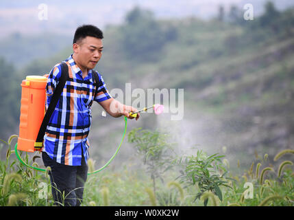 (190628) -- CHONGQING, 28 juin 2019 (Xinhua) -- Liu Yi travaille dans une plantation de poivre à base Village de Yulong Nanping Ville située dans le district Nanchuan, sud-ouest de la Chine, Chongqing, le 27 juin 2019. Malgré la perte de son bras droit dans un accident à l'âge de neuf ans, 44 ans, Liu Yi n'a jamais baissé la tête vers le destin. Après l'obtention du diplôme d'une école de formation professionnelle en 1994, il a essayé de nombreux emplois comme lave-vaisselle, fruits concessionnaire et mineur de charbon. Depuis 2010, il a décidé de démarrer sa propre entreprise à sa ville natale en organisant les villageois à planter des racines de bambou et d'élever des poulets. Ses efforts payés o Banque D'Images