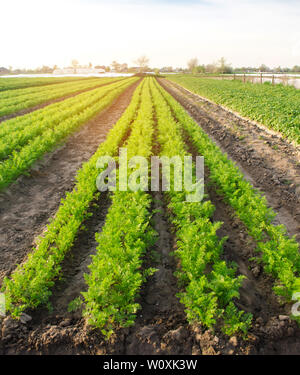 Des rangées de légumes Jeunes carottes poussent dans le domaine. Les cultures agricoles de plus en plus. Beau paysage sur la plantation. L'agriculture. Focus sélectif. Banque D'Images