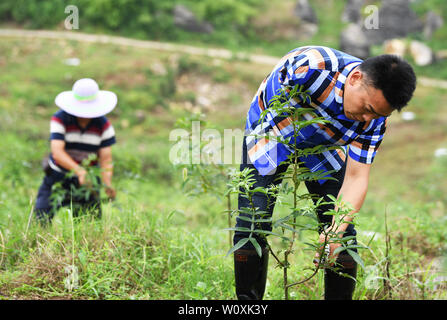 (190628) -- CHONGQING, 28 juin 2019 (Xinhua) -- Liu Yi (R) scm poivre plantes à une base de plantation dans Village de Yulong Nanping Ville située dans le district Nanchuan, sud-ouest de la Chine, Chongqing, le 27 juin 2019. Malgré la perte de son bras droit dans un accident à l'âge de neuf ans, 44 ans, Liu Yi n'a jamais baissé la tête vers le destin. Après l'obtention du diplôme d'une école de formation professionnelle en 1994, il a essayé de nombreux emplois comme lave-vaisselle, fruits concessionnaire et mineur de charbon. Depuis 2010, il a décidé de démarrer sa propre entreprise à sa ville natale en organisant les villageois à planter des racines de bambou et d'élever des poulets. Son eff Banque D'Images