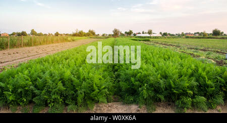 Belle vue sur la plantation de carottes dans le domaine agricole. Accroître les légumes organiques. L'agriculture et l'élevage. L'Ukraine, région de Kherson. Eco f Banque D'Images