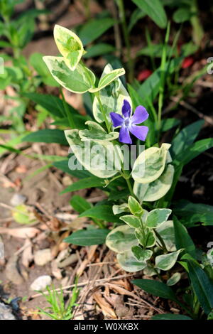 L'unique ou la pervenche Vinca major ou Grande pervenche pervenche ou plus ou bleu pervenche plante vivace à feuilles persistantes avec le papier glacé Banque D'Images