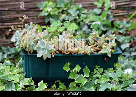 Sedum ou orpin hardy succulentes vivaces couvre-sol les plantes vert clair avec des feuilles épaisses et charnues tiges plantés en fleur en plastique Banque D'Images