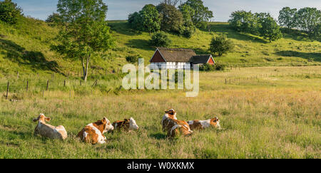 Les vaches se reposant dans un pré avec un toit de chaume cottage en campagne pastorale paysage dans le sud de la Suède. Skane, Scandinavie. Banque D'Images
