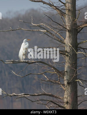 Perché dans un arbre, les panaches blancs dansant dans le vent et un bec jaune brillants dans le soleil, une grande aigrette pourrait être pris pour un ange. Banque D'Images