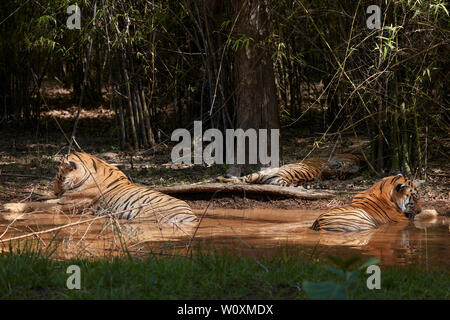 Maya Tigresse et matkasur la famille tigre mâle au repos dans la forêt de mousson, Tadoba, Inde. Banque D'Images