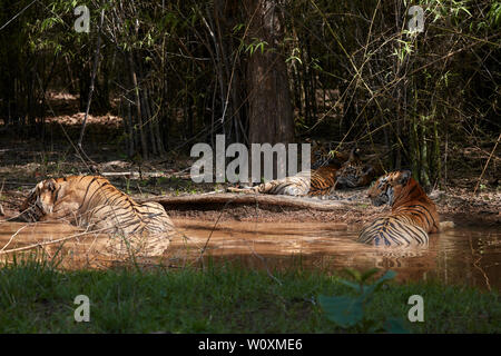 Maya Tigresse et matkasur tigre mâle père avec oursons de ralentissement en forêt de mousson, Tadoba, Inde. Banque D'Images