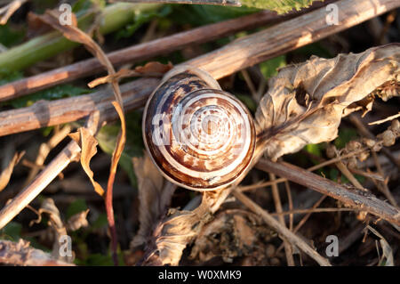 Beau brun et blanc sur le terrain de l'escargot Banque D'Images