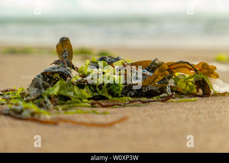 Les algues Les algues et les moules sur la plage Banque D'Images