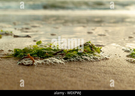 Les algues Les algues et les moules sur la plage Banque D'Images