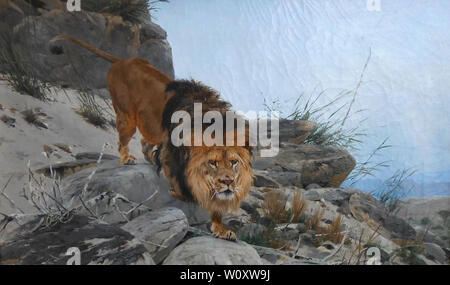 Richard Friese - Lion Banque D'Images