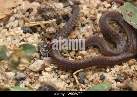 PSEUDOARBDIAN LONGICEPS, DWARF REED SNAKE Banque D'Images