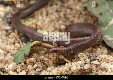 PSEUDOARBDIAN LONGICEPS, DWARF REED SNAKE Banque D'Images