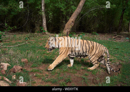 Matkasur tigre mâle et père de Maya Tigresse oursons qui rôdent dans la forêt de mousson, Tadoba ,l'Inde. Banque D'Images