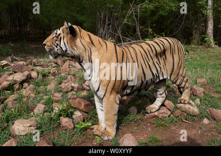 Matkasur tigre mâle et père de Maya Tigresse oursons qui rôdent dans la forêt de mousson, Tadoba ,l'Inde. Banque D'Images