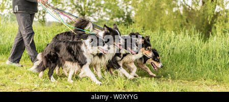À pied avec de nombreux chiens en laisse dans la nature. Border Collies obéissant Banque D'Images