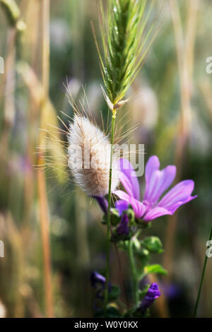 Hare's tail ( bunnytail ou Lagurus ovatus ) flowerhead avec fleur pourpre de la mauve Malva sylvestris -haut -, au premier plan une partie de l'orge spikel Banque D'Images