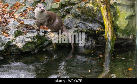 Otter est assis sur ses pattes sur une pierre, avec une succursale dans la partie droite de la photo et beaucoup d'espace libre, d'un animal Banque D'Images