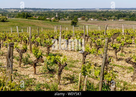 Les vignes du Château de Rayne-Vigneau, un Premier Cru Classé de la région de Bordeaux, France. Début de saison ensoleillée de la vigne. Banque D'Images