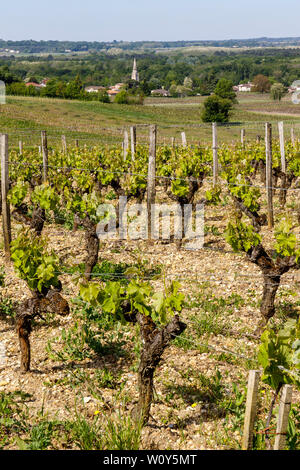 Les vignes du Château de Rayne-Vigneau, un Premier Cru Classé de la région de Bordeaux, France. Début de saison ensoleillée de la vigne. Banque D'Images