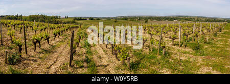 Les vignes du Château de Rayne-Vigneau, un Premier Cru Classé de la région de Bordeaux, France. Début de saison ensoleillée de vignes dans un panorama. Banque D'Images