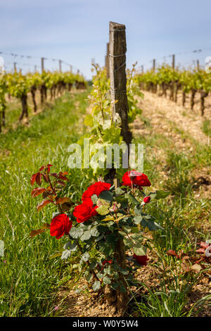 Les vignes du Château de Rayne-Vigneau, un Premier Cru Classé de la région de Bordeaux, France. Vignes de début de saison avec rose bush d'avertissement de la maladie. Banque D'Images