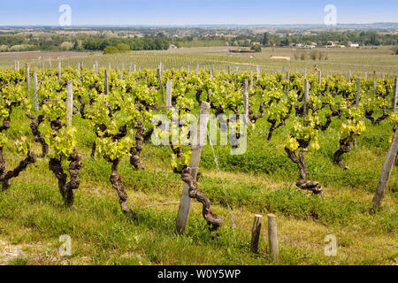 Les vignes du Château de Rayne-Vigneau, un Premier Cru Classé de la région de Bordeaux, France. Début de saison ensoleillée de la vigne. Banque D'Images