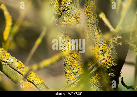 Les lichens sur un arbre Banque D'Images