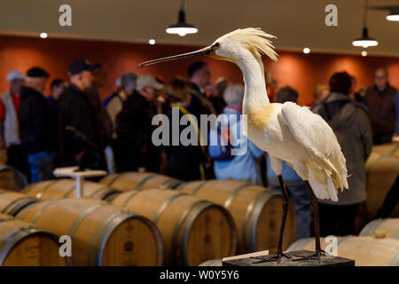 Les visiteurs dans une visite guidée du Château de Rayne vigne caves avec aigrette peluche debout sur le haut de la cave de barils, Bommes, Bordeaux, France Banque D'Images