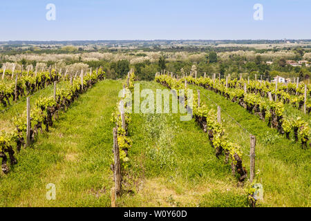 Les vignes du Château de Rayne-Vigneau, un Premier Cru Classé de la région de Bordeaux, France. Début de saison ensoleillée de la vigne. Banque D'Images